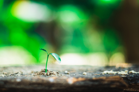sprout growing on ground, new life and hope conceptの写真素材