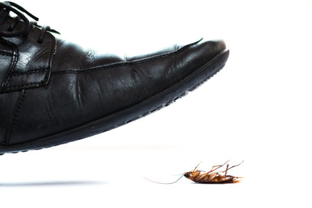 shoe about to step on a cockroach on white background