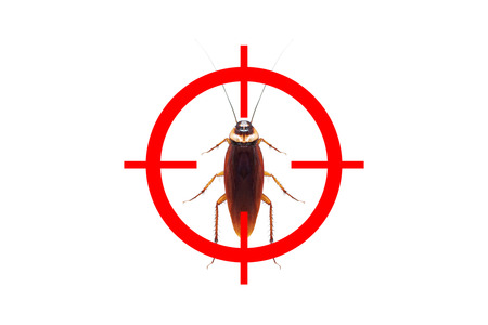 drawing gun target to kill cockroach , pest control conceptの写真素材