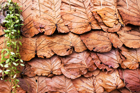 dry Dipterocarpus tuberculatus leaves background, Thailand northen people making for house roofの写真素材