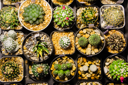 Collection of various cactus and succulent plants in different pots selling at night market, Top view.の写真素材