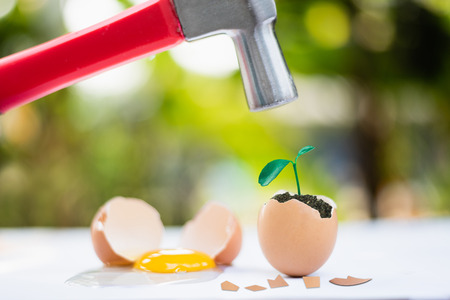 hammer going to hit young plant growing in egg shell, conservation conceptの写真素材