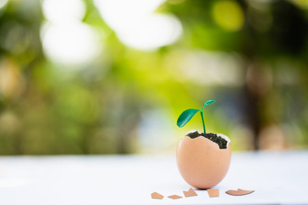 young plant growing in egg shell, conservation concept