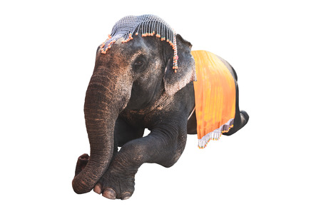 Elephant with cloth and decoration on heand isolated on whiteの写真素材