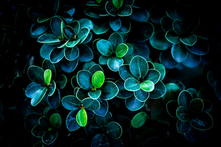 Close up detail tropical nature green leaf texture background, green leaf in the gardenの写真素材