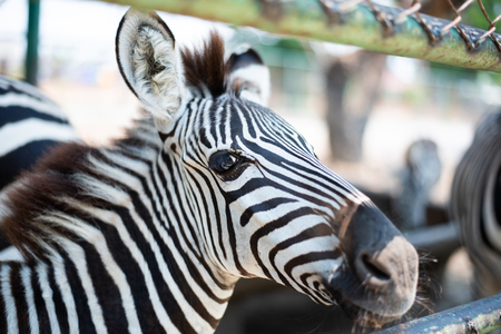 Young zebra stand for people feeding food in zooの写真素材
