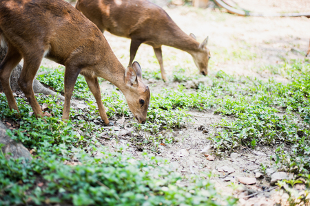 Red deer and hinds walking and eating grass at zooの写真素材