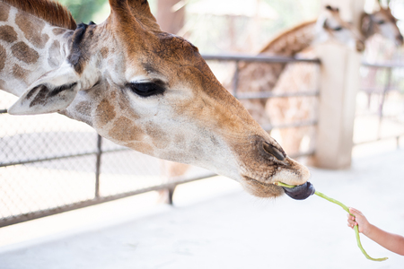 Little child feeding Giraffe long bean at the zooの写真素材