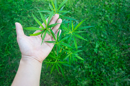 Hand holding young cannabis hemp leaf with green grass background