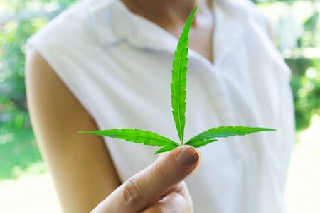 woman's Hand holding young cannabis hemp leaf with green grass backgroundの写真素材