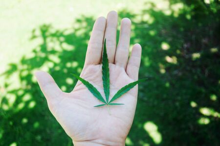 marijuana leaf in balm of Hand,Cannabis recipe for medicine conceptの写真素材