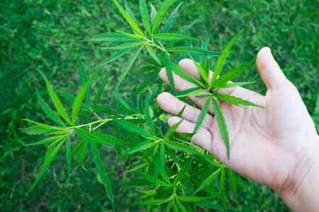 Hand holding young cannabis hemp leaf with green grass backgroundの写真素材