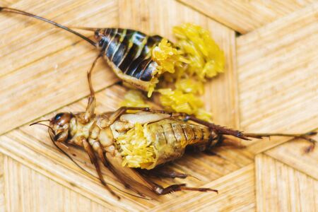fried cricket as food, insects local street foodの写真素材