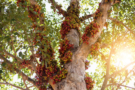 Fruitful of Figs on the branch of a fig tree