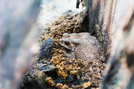 Toad hiding on ground waiting to eat insects