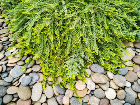 A detail of a small courtyard garden with stoneの写真素材