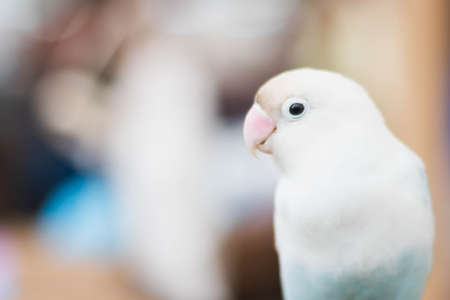 Colorful of parrot sitting on the cage.の写真素材