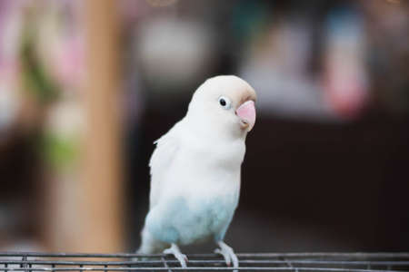 Colorful of parrot sitting on the cage.の写真素材