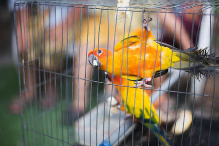 Colorful of parrot sitting in the cage.の写真素材