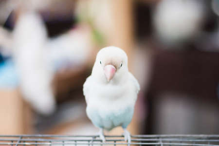 Colorful of parrot sitting on the cage.の写真素材