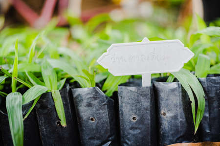 Thai chestnut fruit tree or Chinese chestnut fruit treeの写真素材