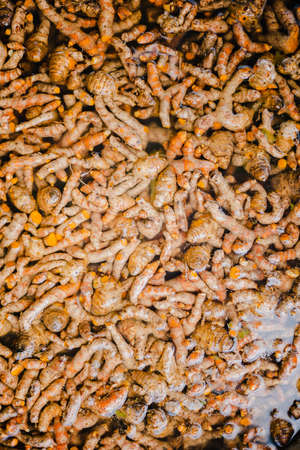 Many fresh turmeric roots as backgroundの写真素材
