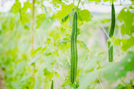 Zucchini in its plant in an organic farm in Thailandの写真素材