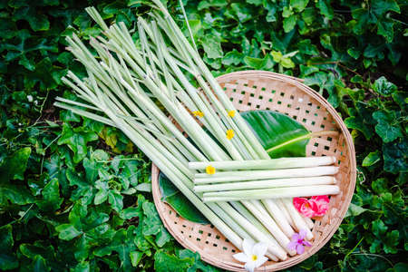 Herb plant, Fresh Lemon Grass in basketの写真素材