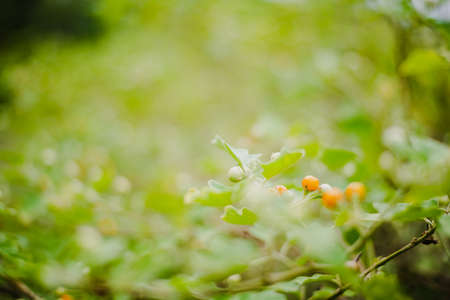 Solanum incanum grow in local farmの写真素材