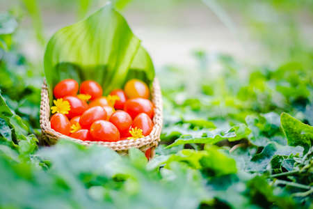 fresh red tomatoes in bamboo basketの写真素材