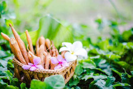 finger root (Krachai) Thai herb in basketの写真素材