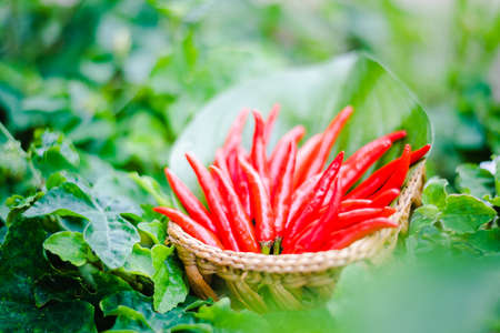 Red chili in basket with banana leafの写真素材