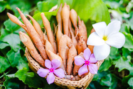 finger root (Krachai) Thai herb in basketの写真素材