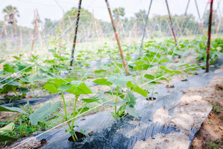 Cultivation of cucumbers in farm, drip irrigation systemの写真素材