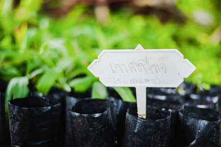 Thai chestnut fruit tree or Chinese chestnut fruit treeの写真素材