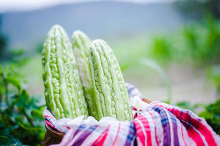Bitter Gourd, Bitter Cucumber, Bitter Gourd in basketの写真素材