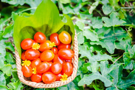 fresh red tomatoes in bamboo basketの写真素材