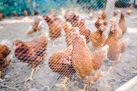 Brown Chicken or hen in the yard in local farmの写真素材
