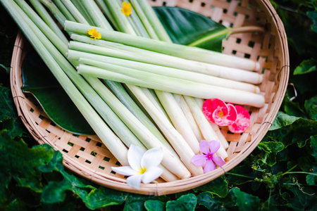 Herb plant, Fresh Lemon Grass in basketの写真素材