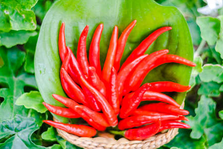 Red chili in basket with banana leafの写真素材