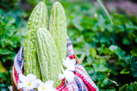 Bitter Gourd, Bitter Cucumber, Bitter Gourd in basketの写真素材