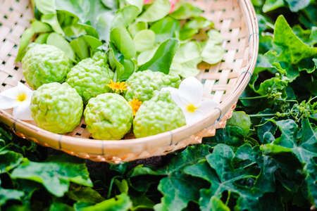 raw fresh bergamot in basketの写真素材