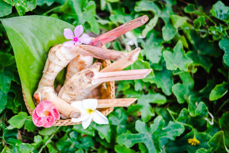 Thai fresh galangal natural Thai herbalの写真素材