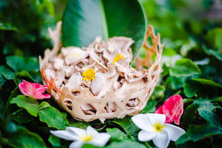 Dried galangal natural Thai herbalの写真素材