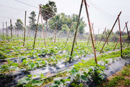 Cultivation of cucumbers in farm, drip irrigation systemの写真素材