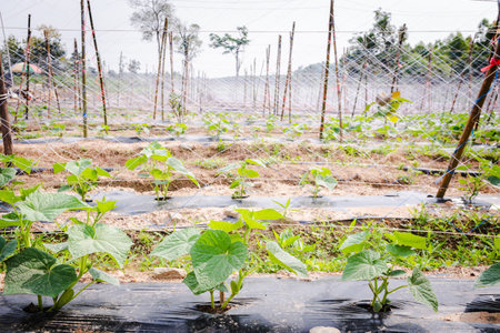Cultivation of cucumbers in farm, drip irrigation system