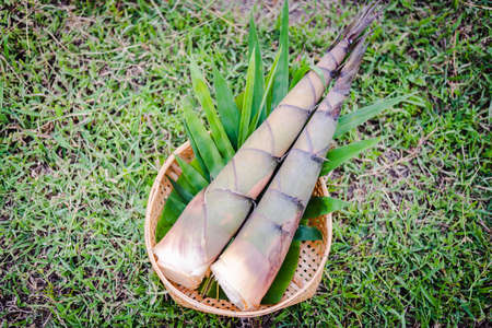 fress bamboo shoot on basket on green grass groundの写真素材
