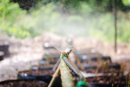 Drip Irrigation System Close Up. Water saving drip irrigation system being used in farm.の写真素材