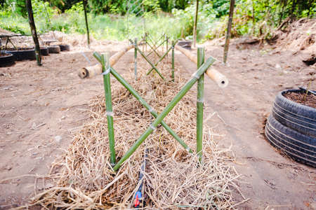 Cultivation of cucumbers in farm, drip irrigation systemの写真素材