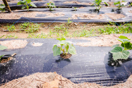 Cultivation of cucumbers in farm, drip irrigation systemの写真素材